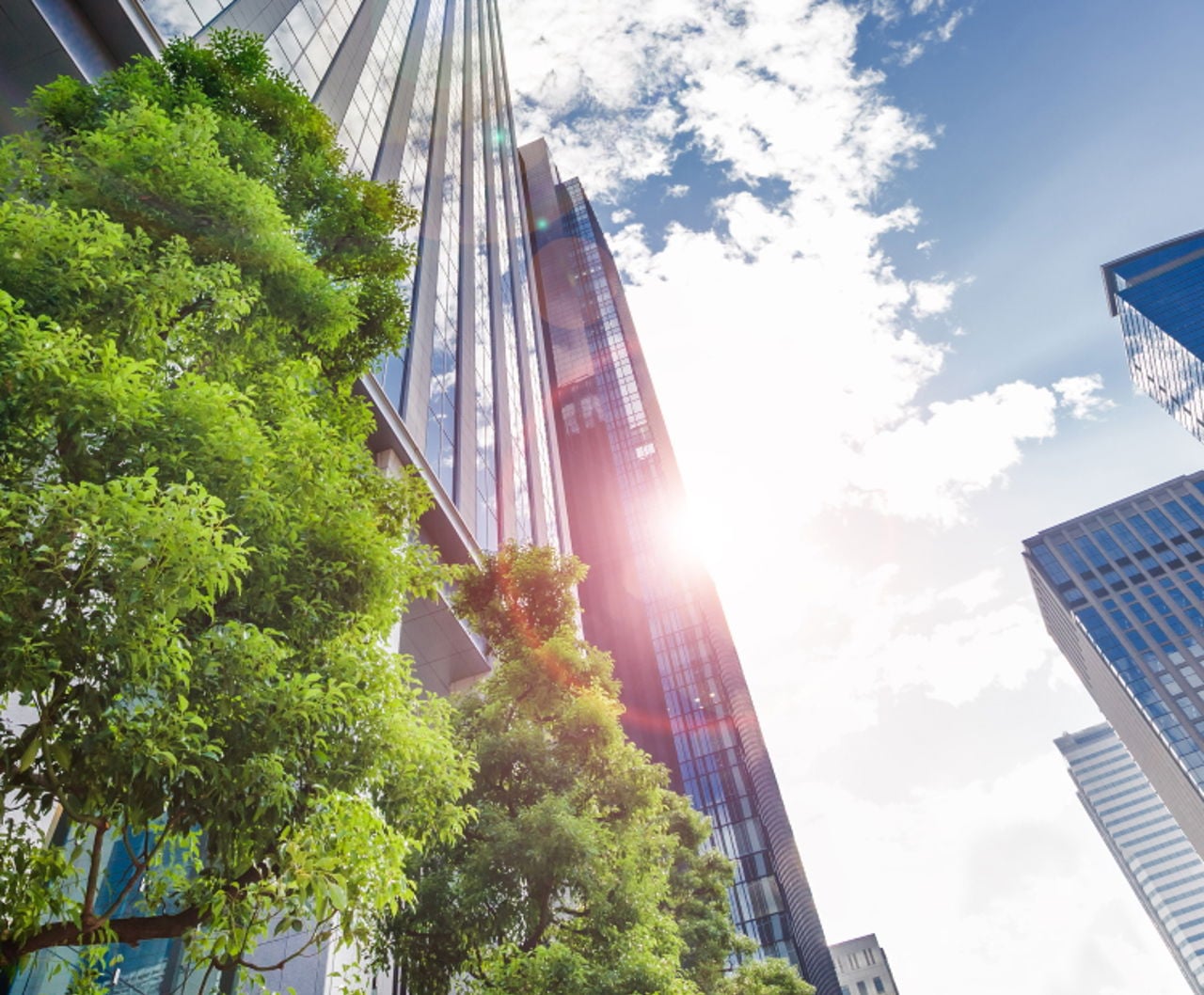 Skyscraper and trees in the sun