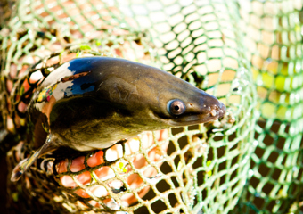 Eels in net